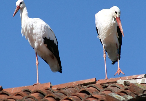 CICOGNA BIANCA - White Stork - Ciconia ciconia - Luogo: Parco Lombardo della Valle del Ticino - Torre d'Isola (PV) - Autore: Claudia