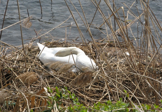 CIGNO REALE al nido - Mute Swan - Cygnus olor - Luogo: Parco della Valle del Ticino - Sesto Calende (VA) - Autore: Alvaro