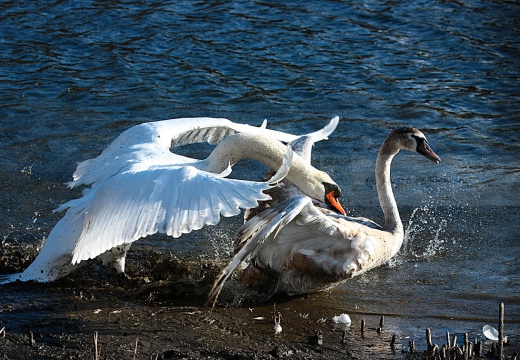 CIGNO REALE (Adulto scaccia giovane rivale) - Mute Swan - Cygnus olor - Luogo: Oasi Alberone (BG) - Autore: Alvaro 
