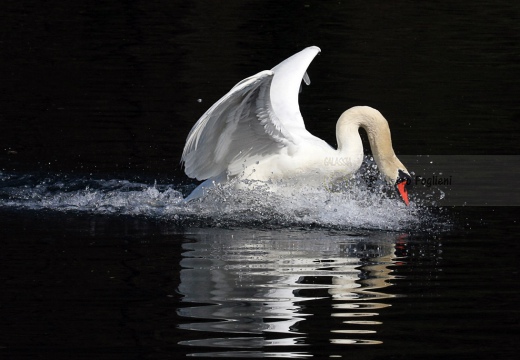 CIGNO REALE - Mute Swan - Cygnus olor - Luogo: Parco Adda Nord (LC) - Autore: Alvaro