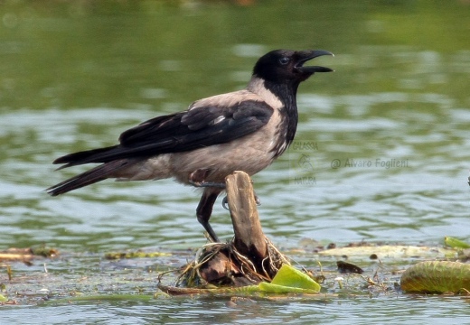 CORNACCHIA GRIGIA - Hooded Crow - Corvus corone cornix - Luogo: Parco fluviale del Mincio - Mantova - Autore: Alvaro