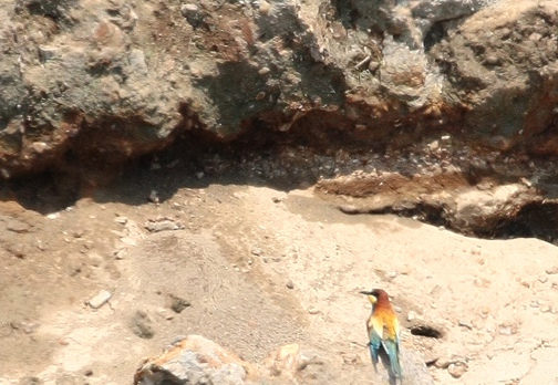 GRUCCIONE - Bee-eater - Merops apiaster - Luogo: Torrente Agogna (NO) - Autore: Alvaro