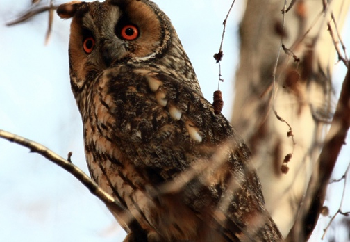 GUFO COMUNE - Long-eared Owl - Asio otus - Luogo: Sozzago (NO) - Autore: Alvaro