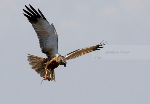 FALCO DI PALUDE - Marsh Harrier - Circus aeruginosus - Luogo: Oasi di Tivoli (MO) - Autore: Alvaro 