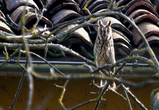 GUFO COMUNE - Long-eared Owl - Asio otus - Luogo: Castellazzo Novarese (NO) - Autore: Alvaro 