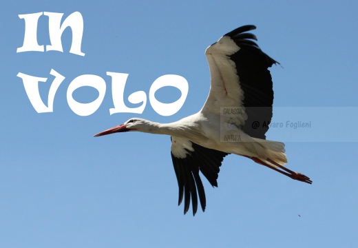 CICOGNA BIANCA - White Stork - Ciconia ciconia