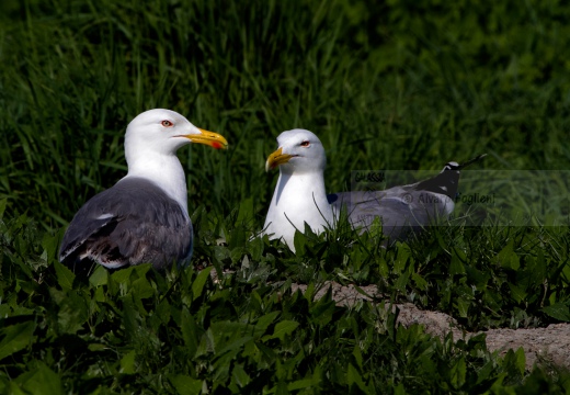 GABBIANO REALE, Yellow-legged Gull, Larus cachinnans - Luogo: Valli di Comacchio (FE) - Autore: Alvaro 