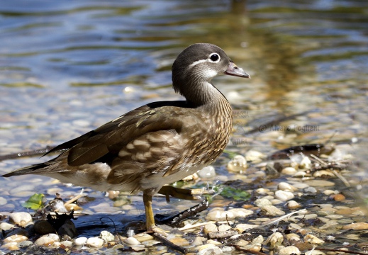 ANATRA MANDARINA - Mandarin duck - Aix galericulata - Luogo: Lago di Varese - Schiranna (VA) - Autore: Alvaro 