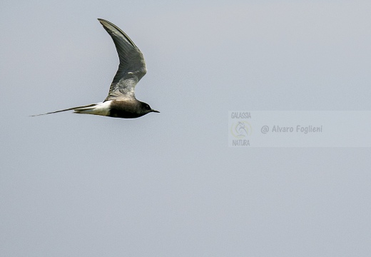 MIGNATTINO ALIBIANCHE, White-winged tern, Chlidonias leucopterus - Località: Risaie novaresi (NO)