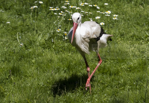 CICOGNA BIANCA; White Stork; Ciconia ciconia 