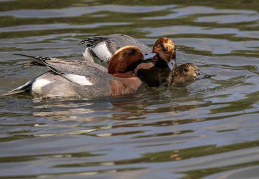 FISCHIONE; Wigeon; Anas penelope 