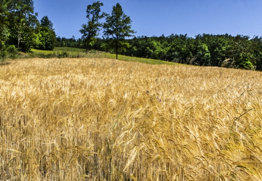 Campo di grano - Oltrepò pavese (PV)