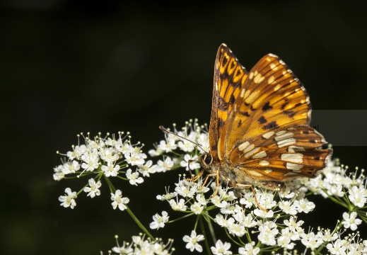 Hamearis lucina - FARFALLA; Butterfly; Lepidoptera; Rhopalocères; Tagfalter;