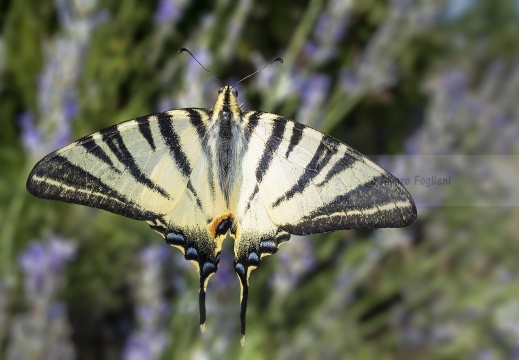 PODALIRIO, Scarce swallowtail, Iphiclides podalirius