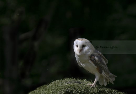 BARBAGIANNI - Barn Owl -Tyto alba - Luogo: Polesine  (RO) 