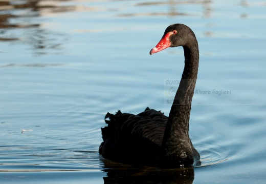 CIGNO NERO, Black swan, Cygnus atratus