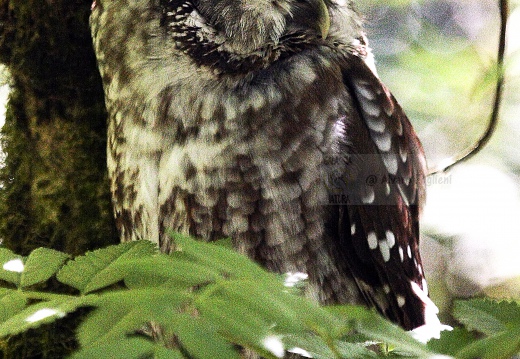CIVETTA CAPOGROSSO, Tengmalm's Owl, Aegolius funereus 
