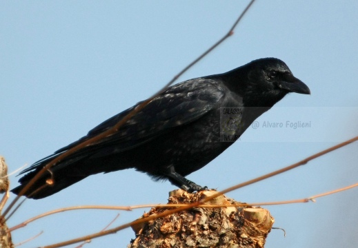 CORNACCHIA NERA , Carrion Crow, Corvus corone corone