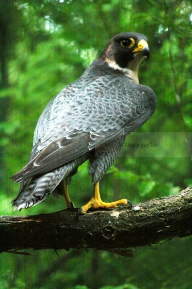 Falco pellegrino - IMG_1540 Sito 25 Nov.JPG