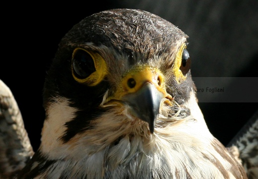 FALCO PELLEGRINO, Peregrine Falcon, Falco peregrinus 