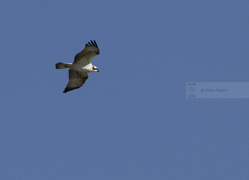 Falco pescatore  IMG_B9001.jpg