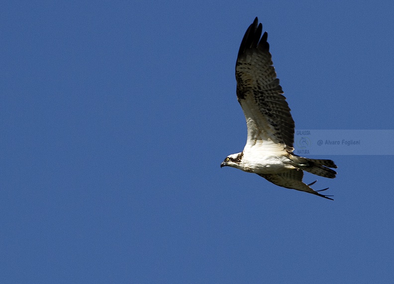 Falco pescatore  IMG_B9008.jpg