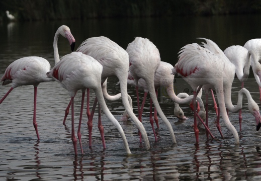 FENICOTTERO, Flamingo, Phoenicopterus ruber 