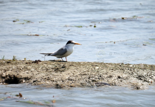 FRATICELLO, Little Tern, Sterna albifrons 
