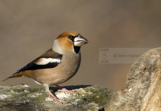FROSONE, Hawfinch, Coccothraustes coccothraustes