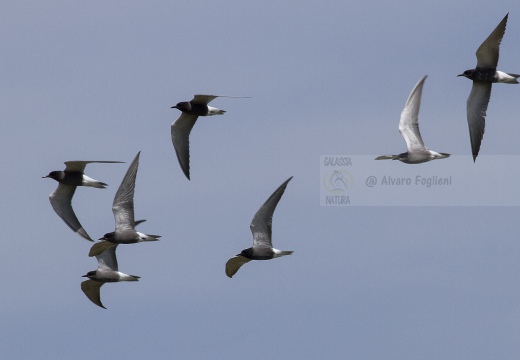 MIGNATTINO COMUNE, Black Tern, Chlidonias niger