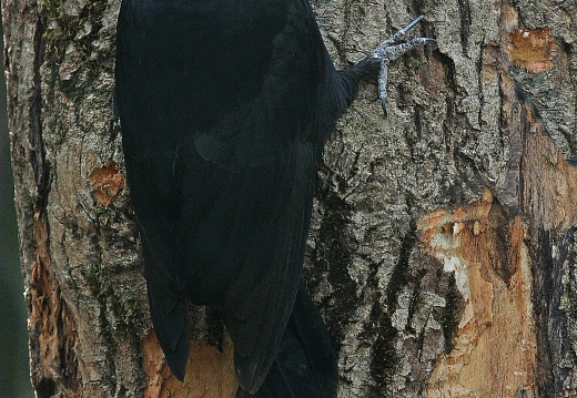 PICCHIO NERO,  Black Woodpecker,  Dryocopus martius