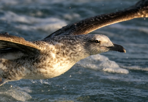 GABBIANO REALE; Yellow-legged Gull; Goéland leucophée; Larus michahellis 