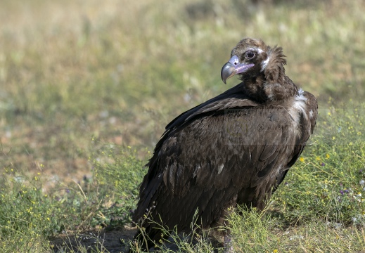 AVVOLTOIO MONACO, Black Vulture , Vautour moine; Aegypius monachus
