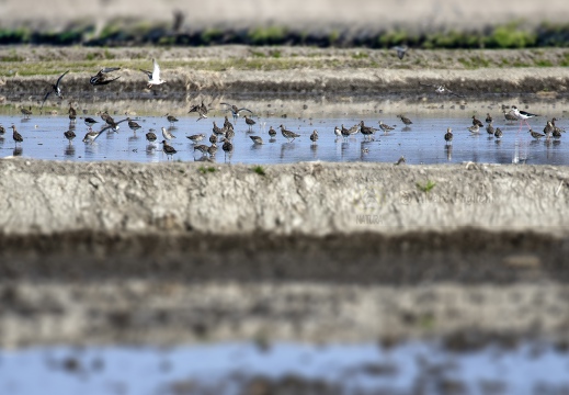 FOTO AMBIENTATA - LIMICOLI; Waders;  Oiseaux de rivage.