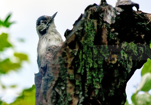 PICCHIO ROSSO MINORE; Lesser Spotted Woodpecker, Pic épeichette; Dendrocopos minor 