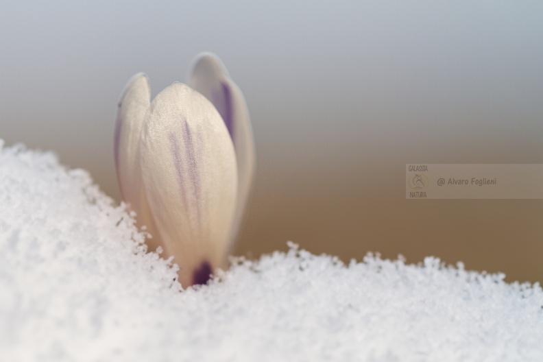Crocus sotto la neve IMG_4872 .jpg