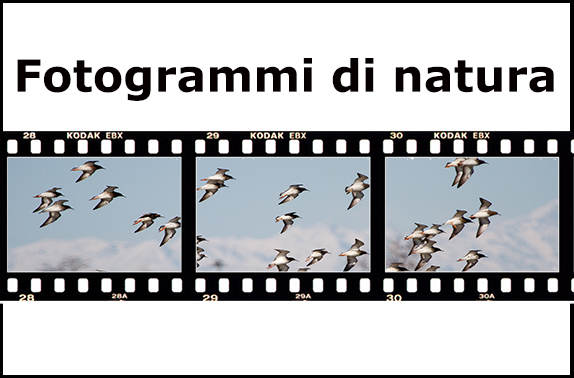 fotogrammi-di-natura-titolo