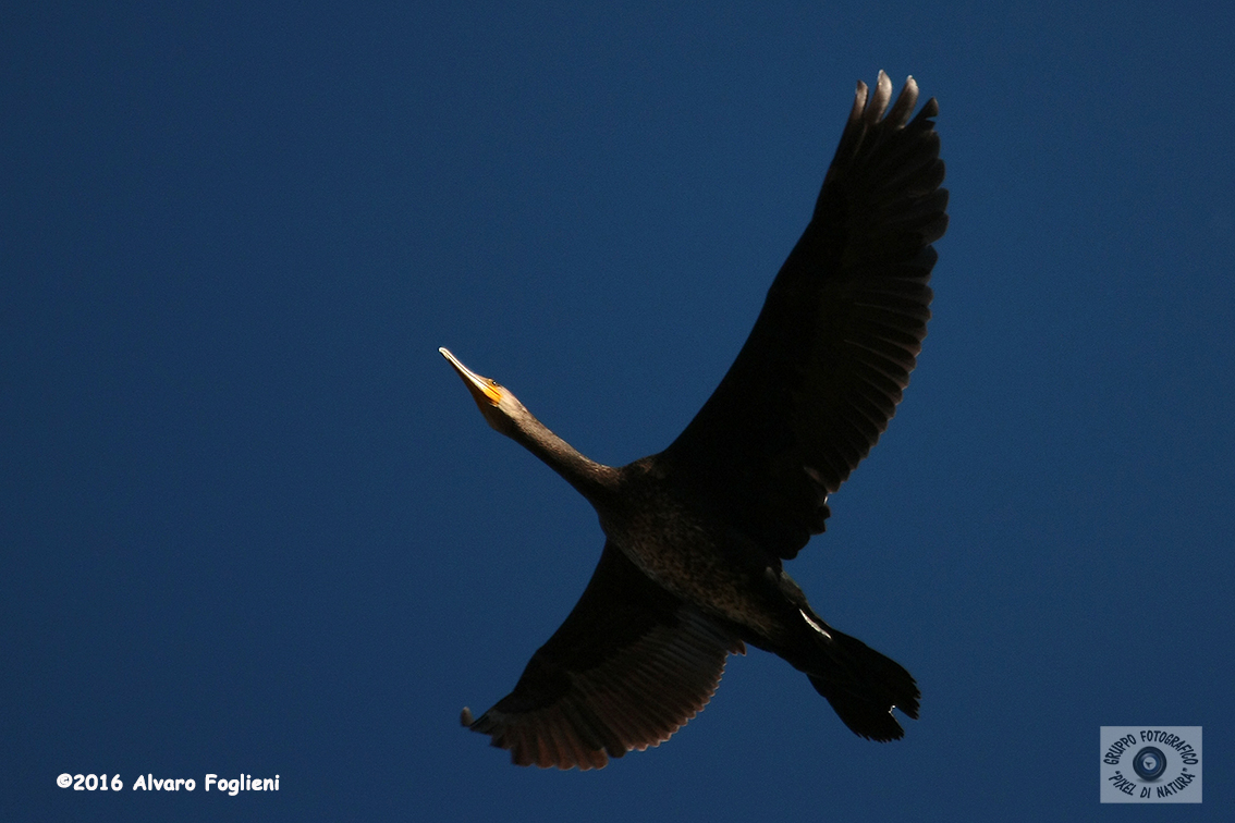 alvaro-cormorano-10