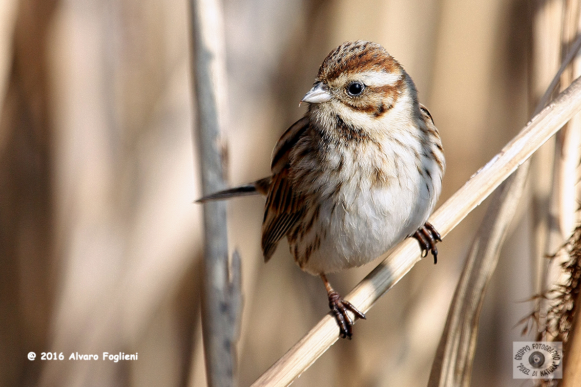 MIGLIARINO DI PALUDE - Reed Bunting - Emberiza schoeniclus - Luogo: Oasi dell'Alberone - (BG) - Autore: Alvaro