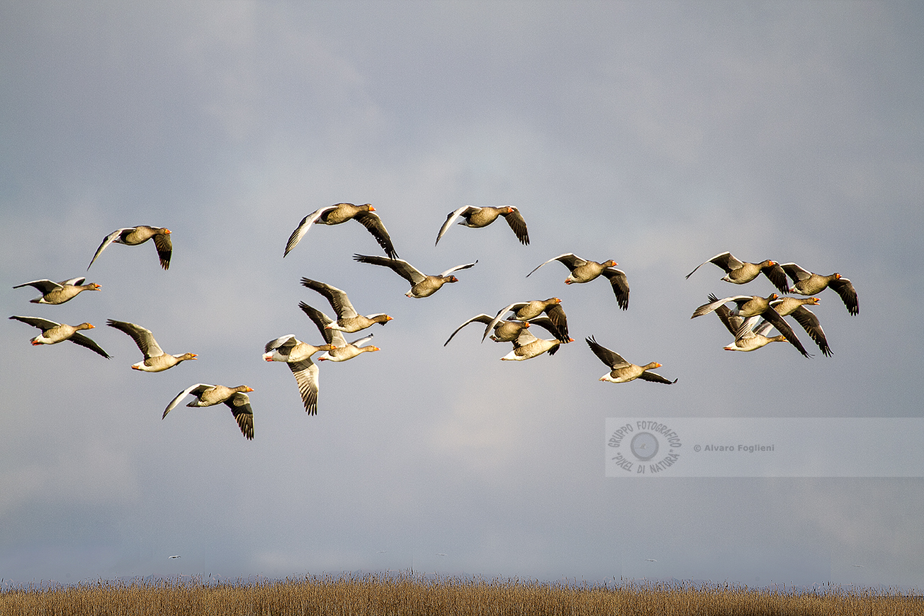 Tutorial Fotografare Uno Stormo Di Uccelli Pixel Di Natura