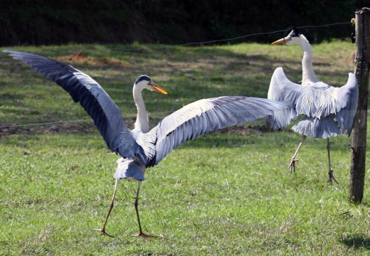 AIRONE CENERINO - Grey Heron - Ardea cinerea - Luogo: Parco delle Lame del Sesia - Oldenico (VC) - Autore: Alvaro 