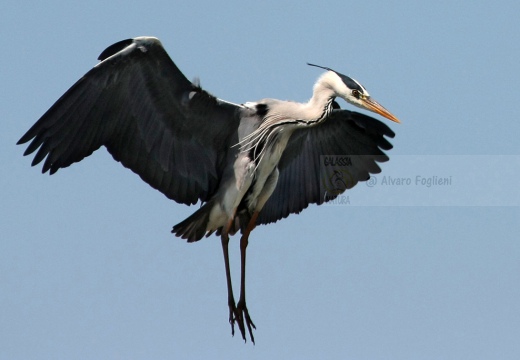 AIRONE CENERINO - Grey Heron - Ardea cinerea - Luogo: Risaie pavesi (PV) - Autore: Alvaro