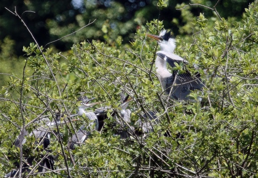 AIRONE CENERINO - Grey Heron - Ardea cinerea - Luogo: Garzaia di Celpenchio (PV) - Autore: Claudia