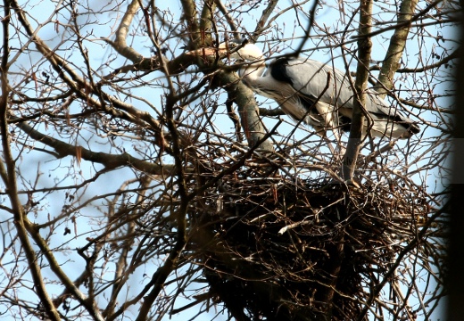 AIRONE CENERINO - Grey Heron - Ardea cinerea - Luogo: Risaie novaresi (NO) - Autore: Alvaro