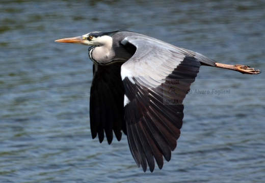 AIRONE CENERINO - Grey Heron - Ardea cinerea - Luogo: Risaie pavesi (PV) - Autore: Alvaro
