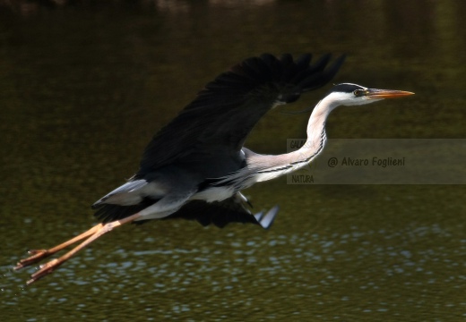 AIRONE CENERINO - Grey Heron - Ardea cinerea - Luogo: Garzaia di Celpenchio (PV) - Autore: Alvaro