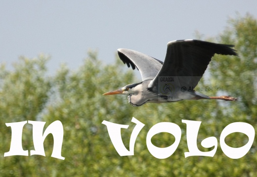 AIRONE CENERINO, Grey Heron, Ardea cinerea