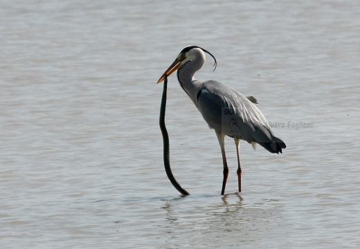 AIRONE CENERINO, Grey Heron, Ardea cinerea - Luogo: Risaie di Robbio (PV) - Autore: Alvaro