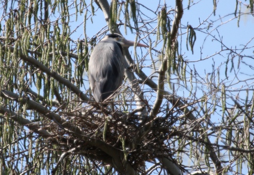 AIRONE CENERINO - Grey Heron - Ardea cinerea - Luogo: Garzaia dell'Oasi WWF "Le Monticchie" (LO) - Autore: Alvaro