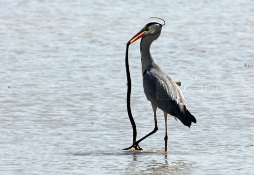 AIRONE CENERINO, Grey Heron, Ardea cinerea - Luogo: Risaie di Robbio (PV) - Autore: Alvaro